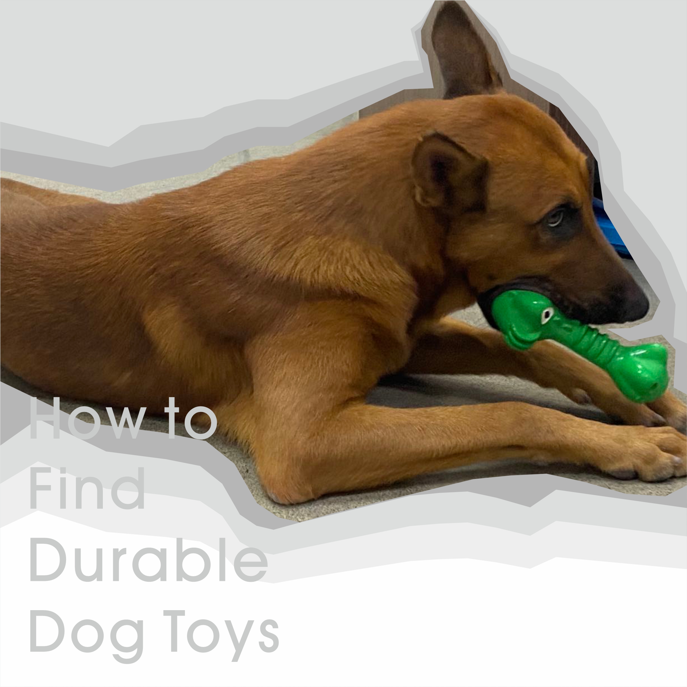 How to find durable dog toys