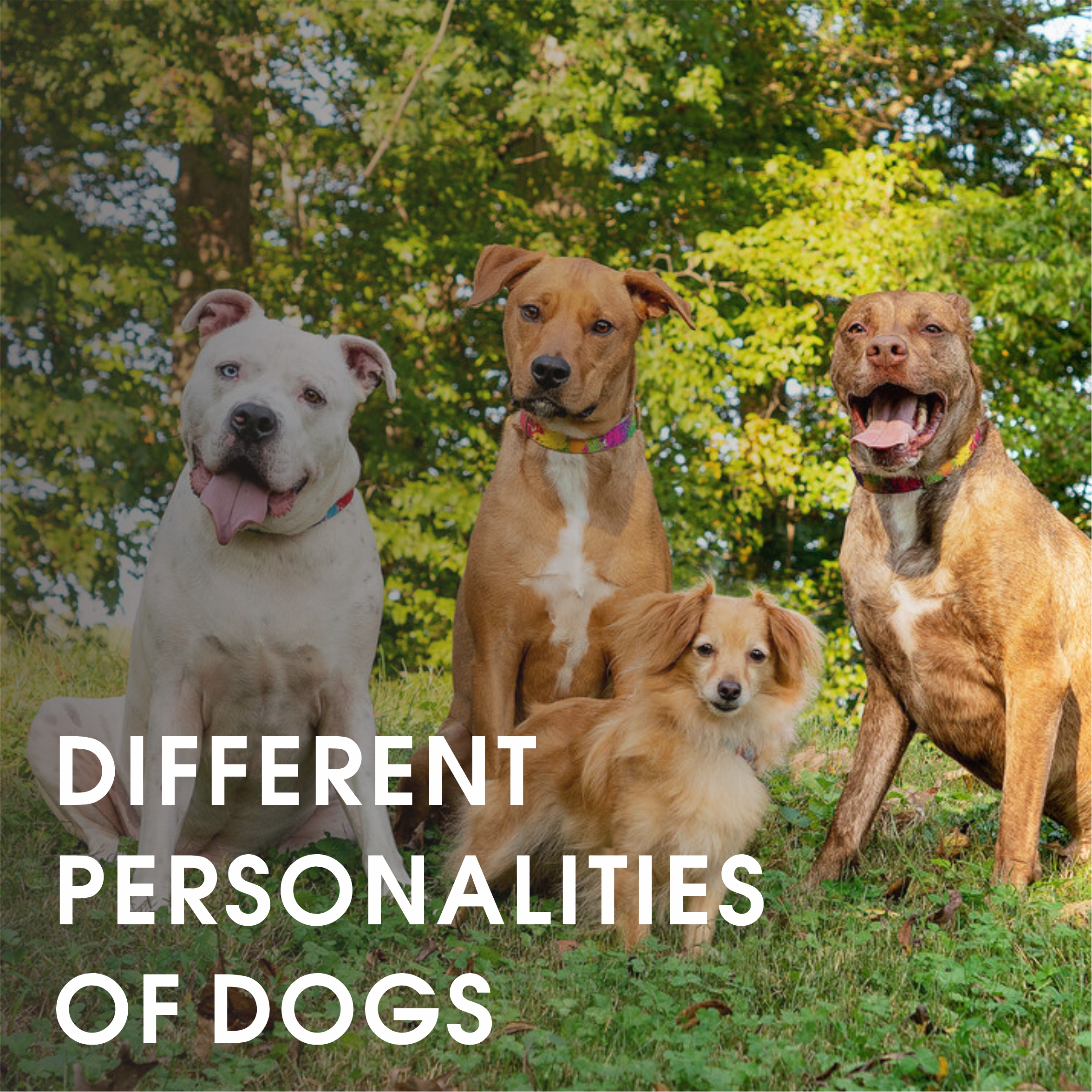 Different personlities of dogs