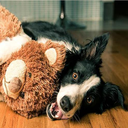 Why do dogs have their favorite toys and not all toys like it?
