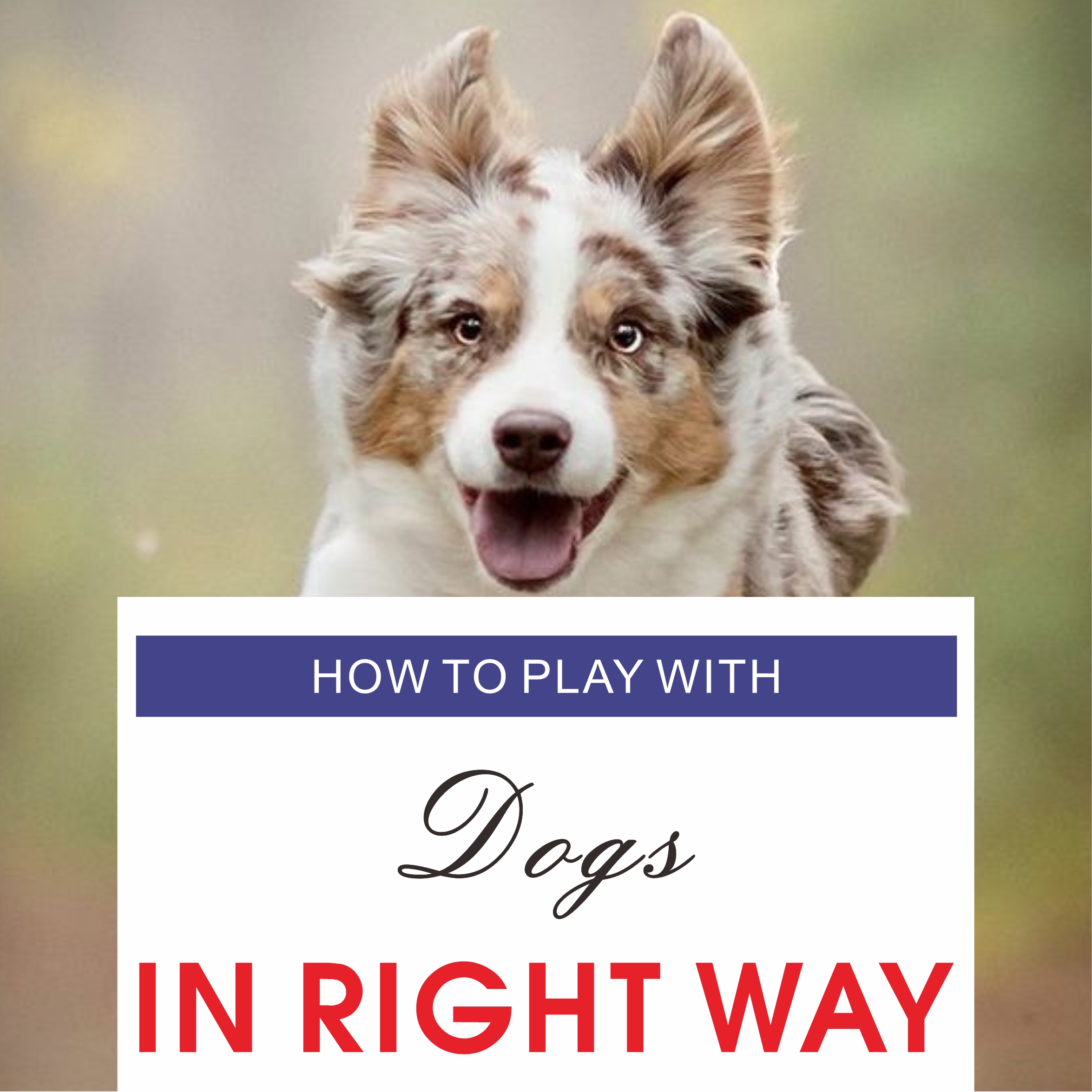 How to play with dogs in the right way