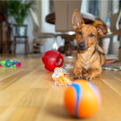 Dogs never stop playing, and these 5 dog toys keep dogs playing until they're old.