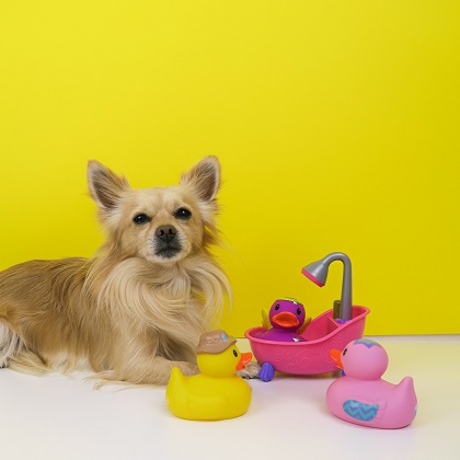 How to Choose Safe Dog Toys For Your Dog?
