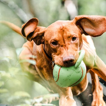 What are the best non toxic dog toys?