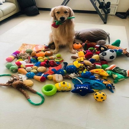 Let's talk about dog toys