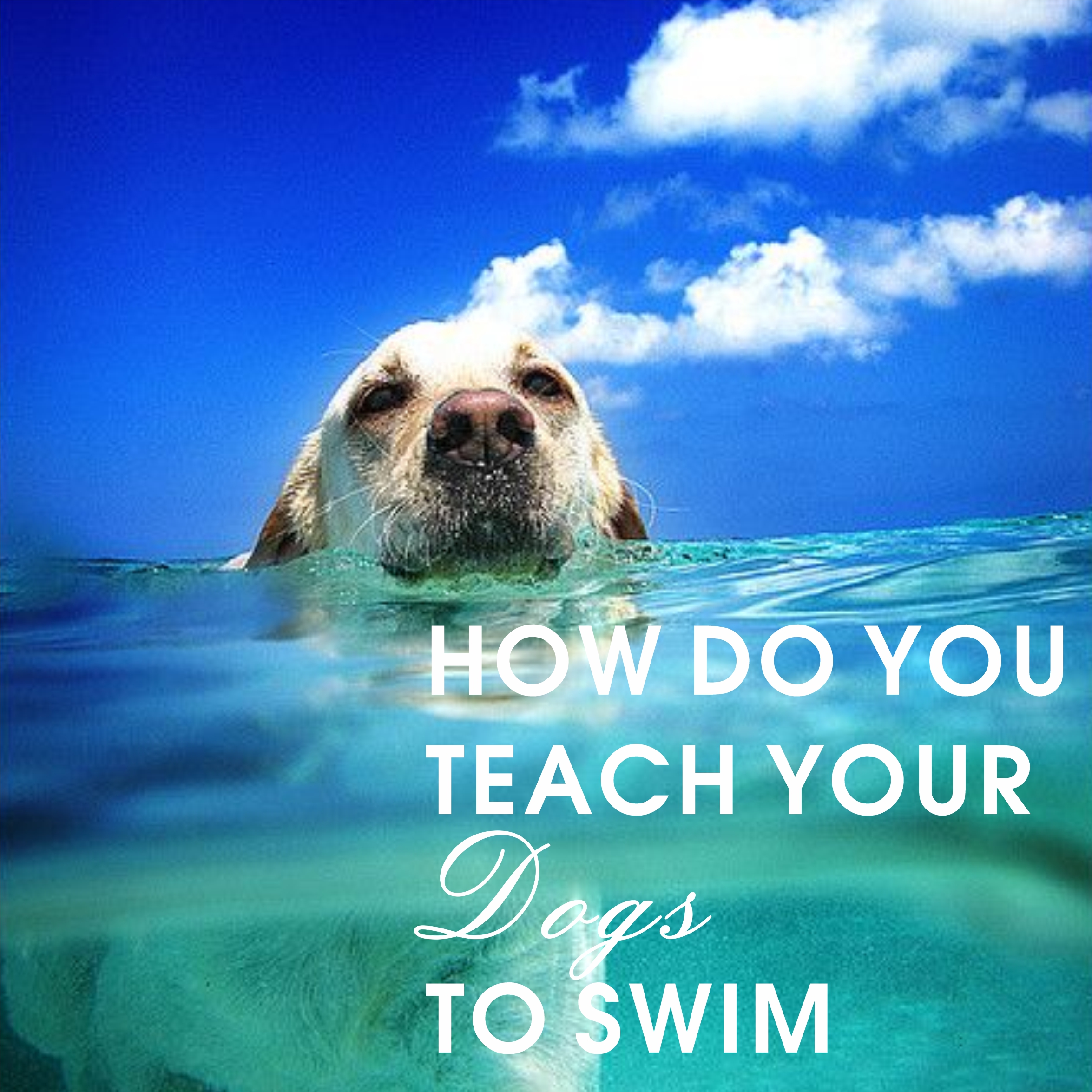 How do you teach your dog to swim