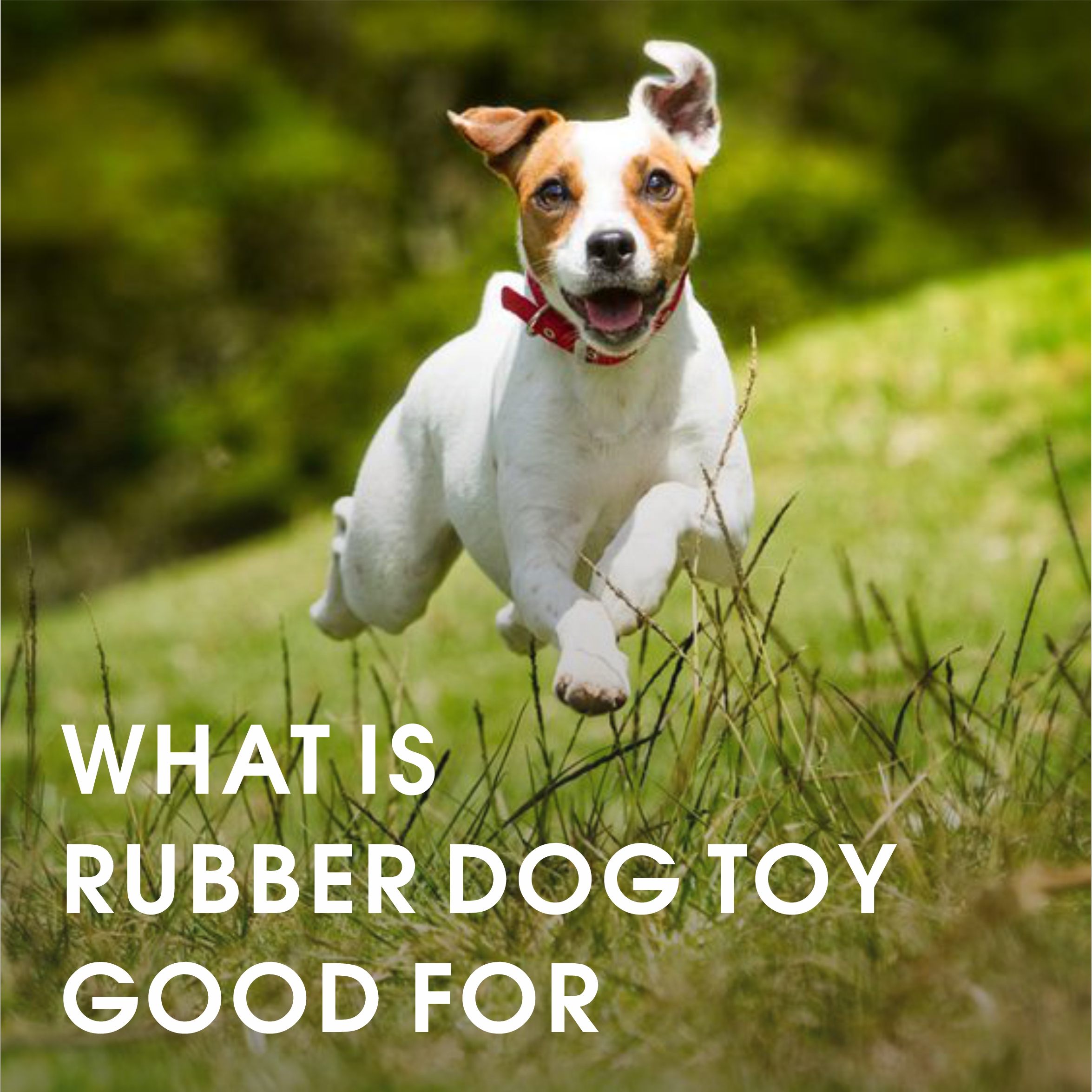 What is rubber dog toy good for?