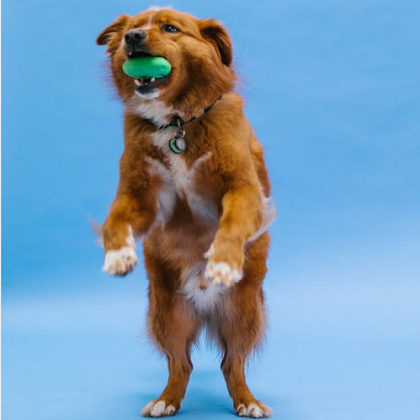 What does a rubber toy mean to a dog? What training effect can it bring to the owner?