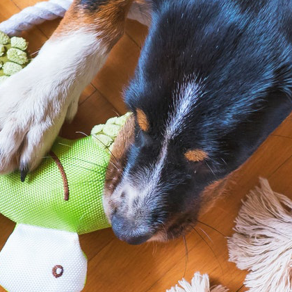 What are the three principles of buying a safe dog toys?