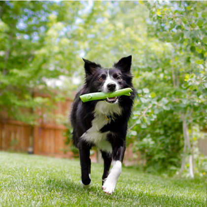 Choosing the Most Durable Dog Chew Toys