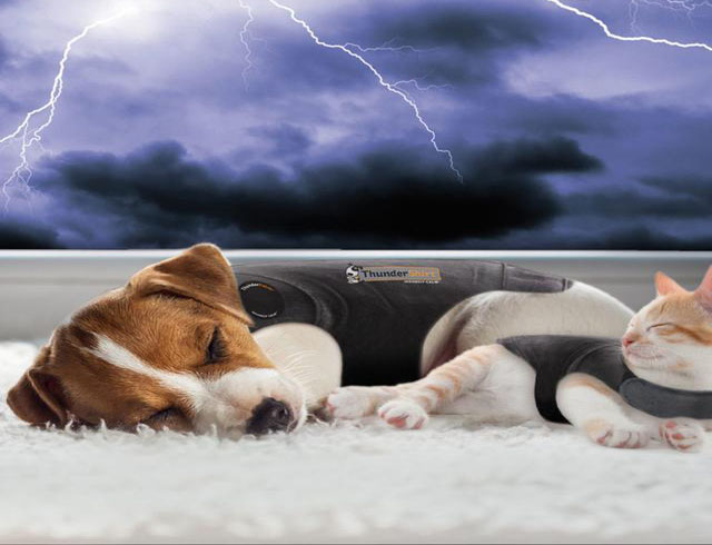 How to tell if your dog is afraid of lightning or has lightning phobia?