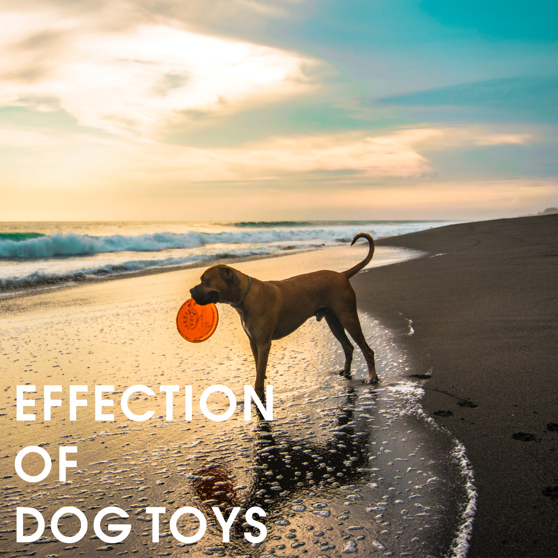 Effection of dog toys