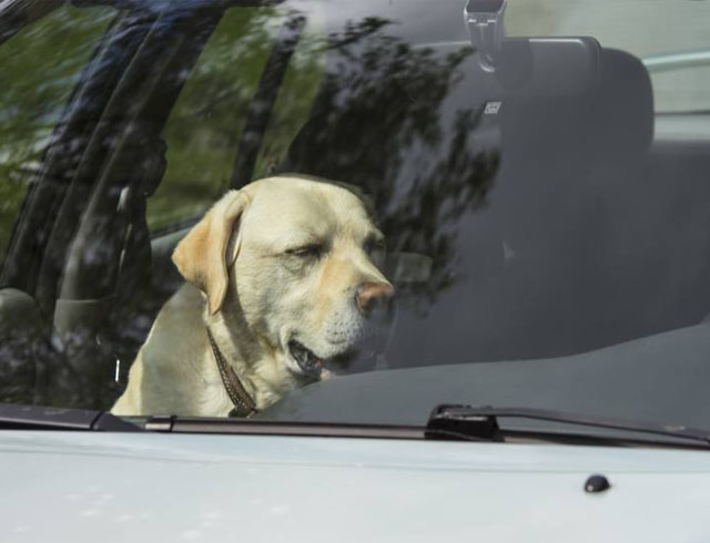 Don't leave your dog in the car, even with the windows open