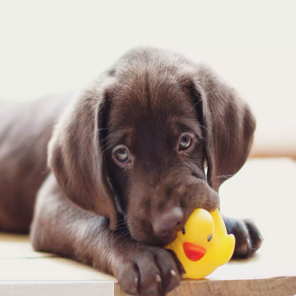 3 Reasons Why Dogs Like Squeaky Toys？