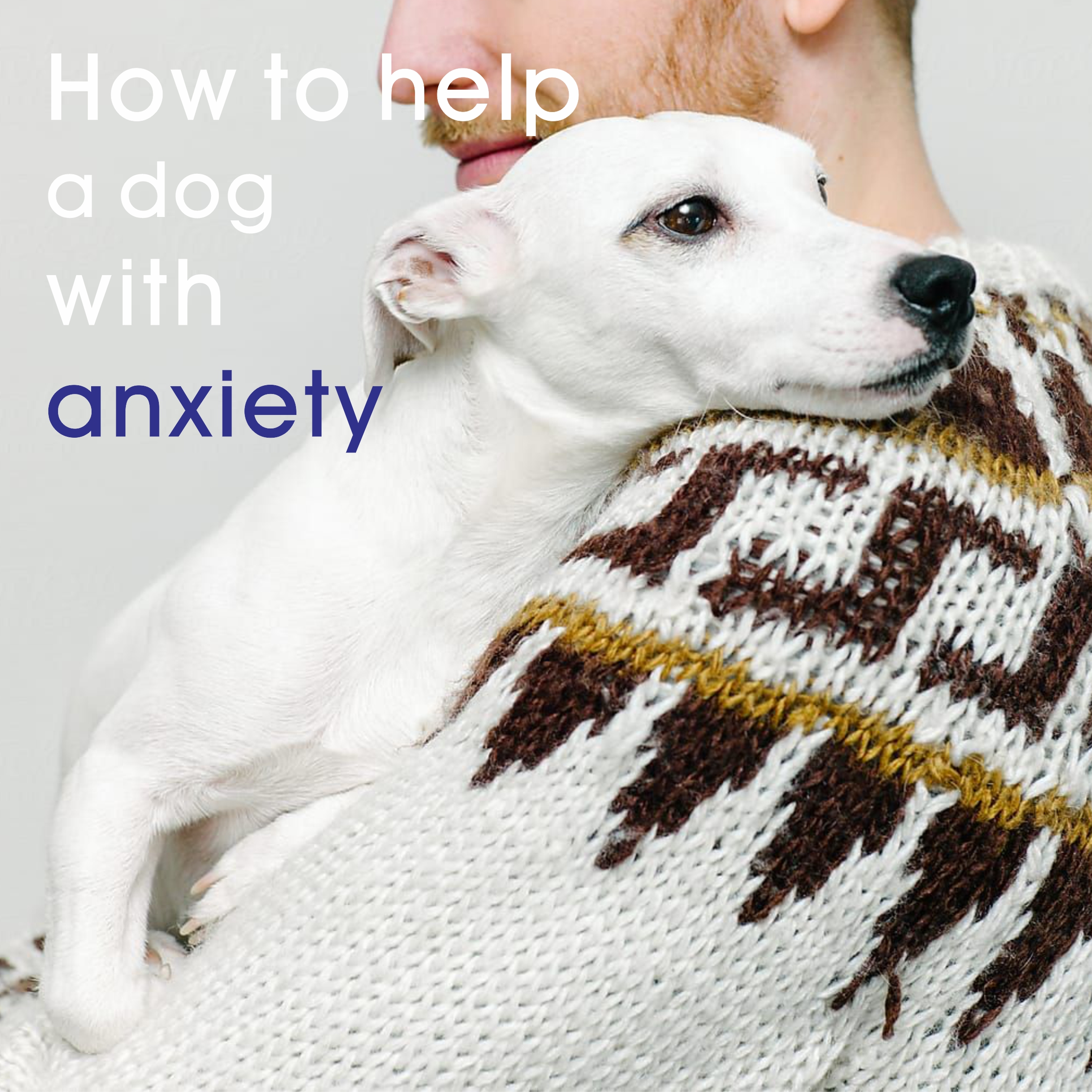 How to help a dog with anxiety